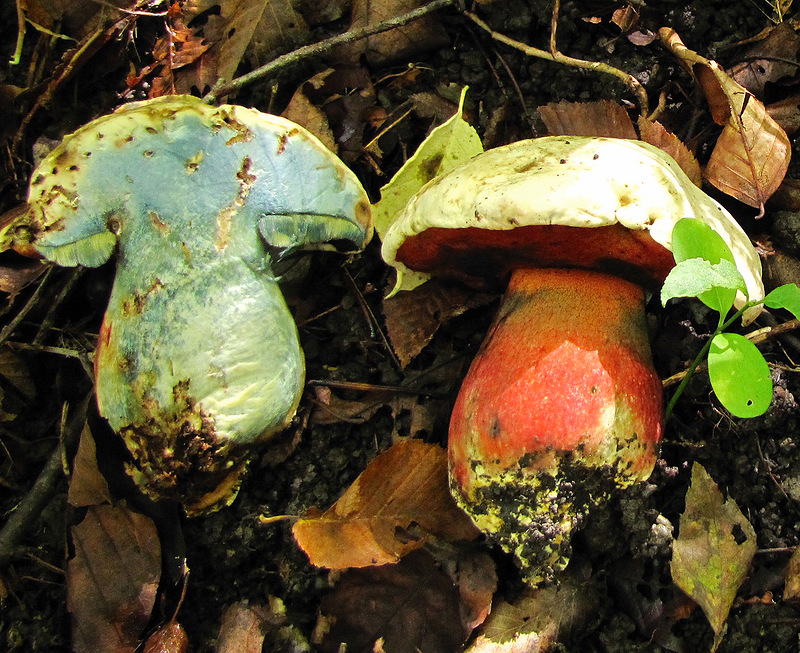 Satanic mushroom pulp