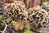Morels