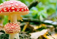 Leteći agaric
