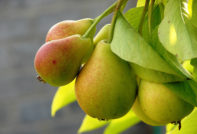 Pear 