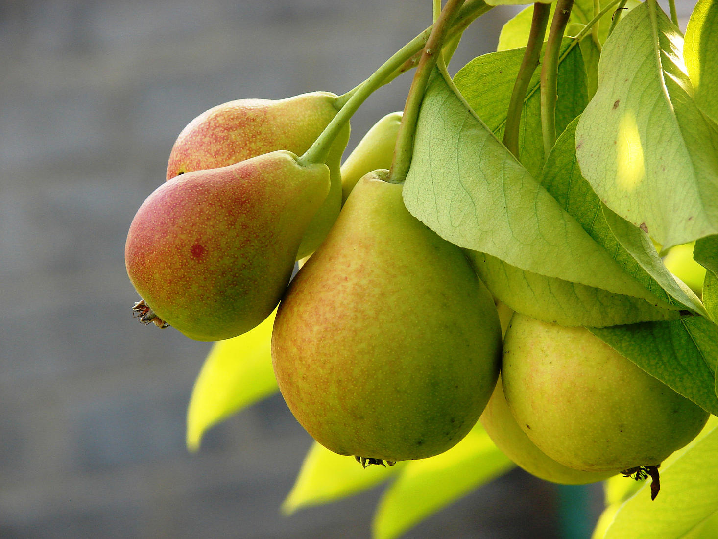 Pear 