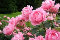 Preparing peonies for winter