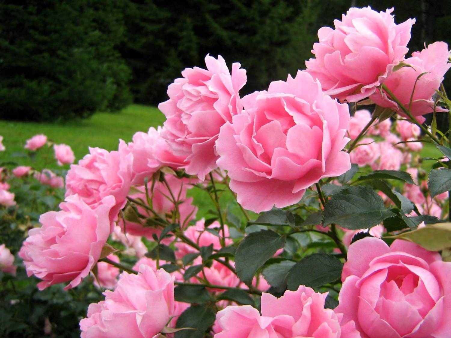 Preparing peonies for winter