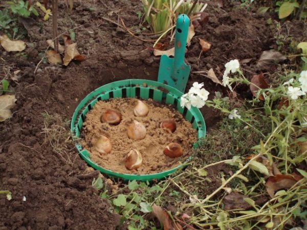 planting bulb flowers