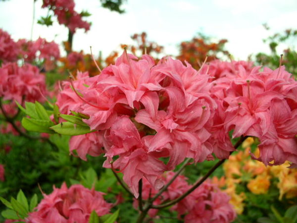 deciduous rhododendron