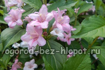 Weigela Rosea variety