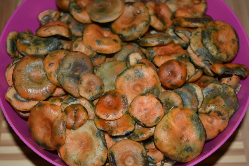 Raw salted saffron milk cap