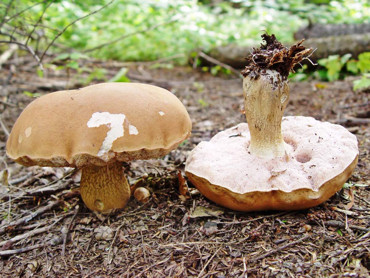 Gall mushroom