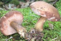 Gall mushroom