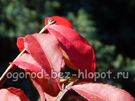 winged euonymus