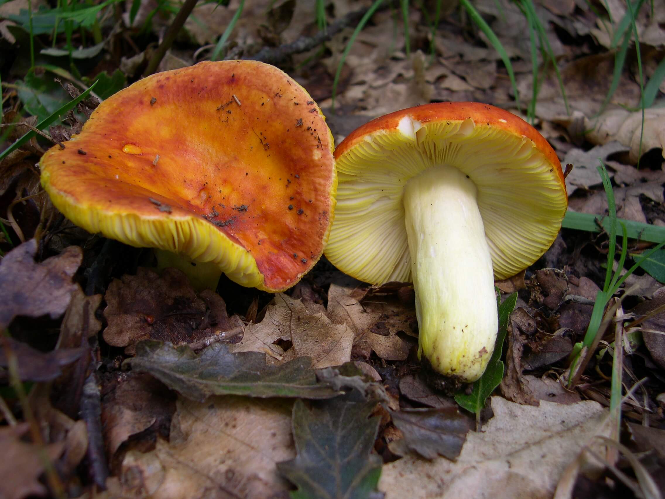 Mushroom Restrictions