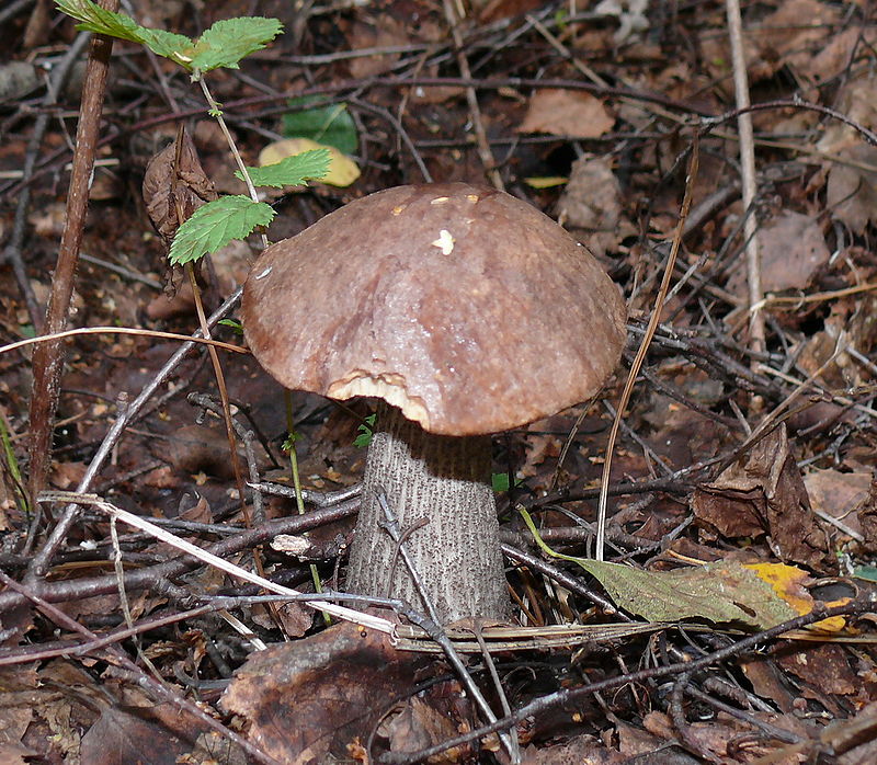 Common birch