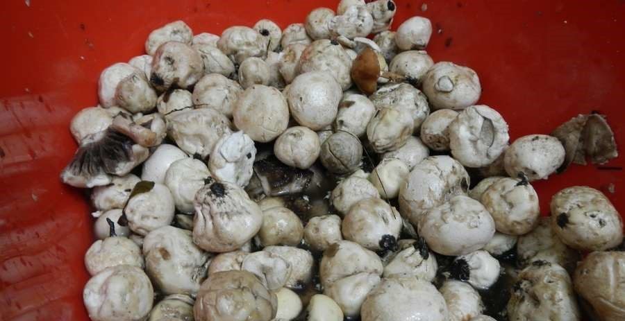 Mushroom preparation
