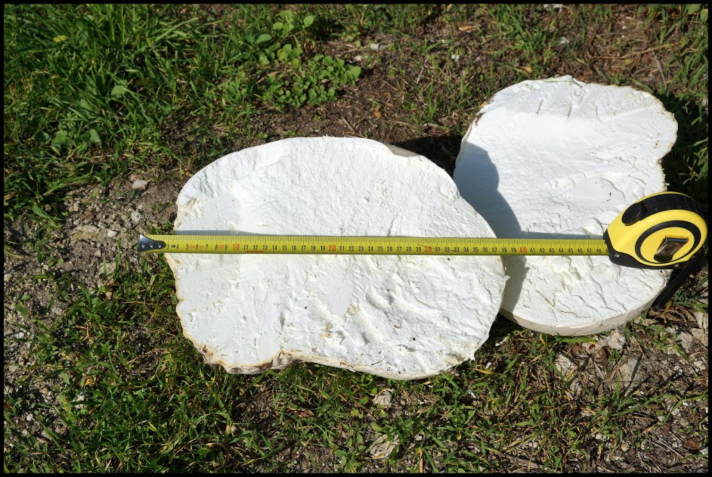 Mushroom dimensions