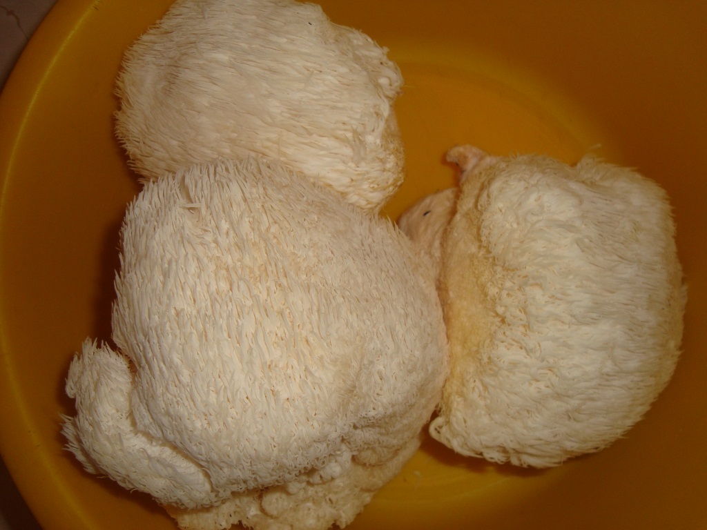 Preparing mushrooms for cooking