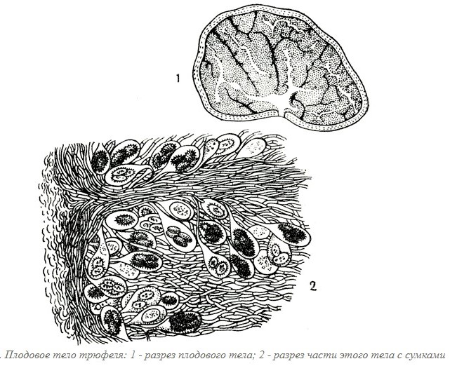 Features of the structure of the fungus