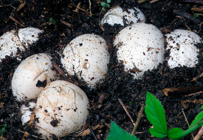 The body of a young mushroom