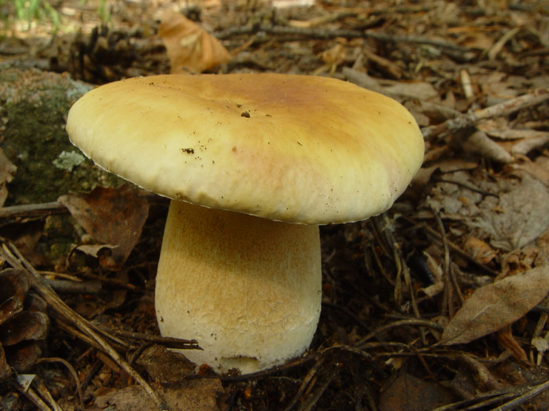 Birch mushroom