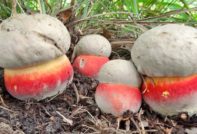 Satanic mushroom