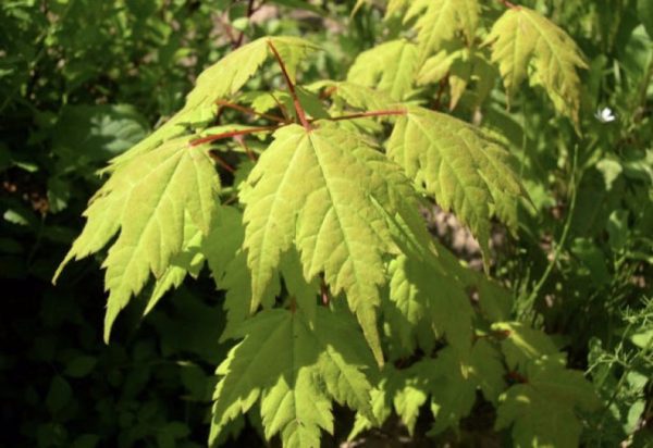 Bearded Maple