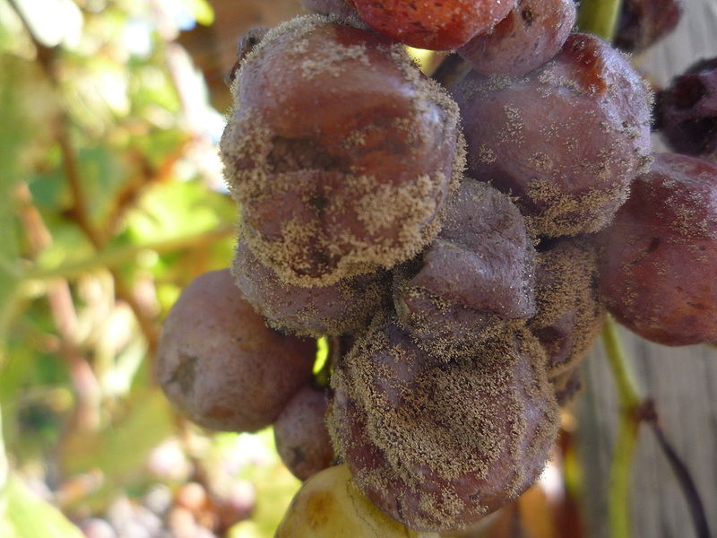 Botritis cinera on grape berries