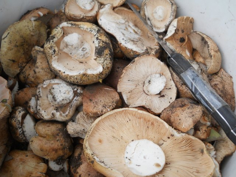 Mushroom picking