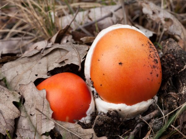 Caesar mushroom picking