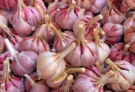 Planting garlic
