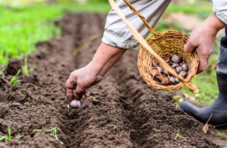 When to plant garlic