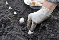 Planting winter garlic