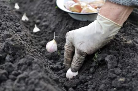 Planting winter garlic