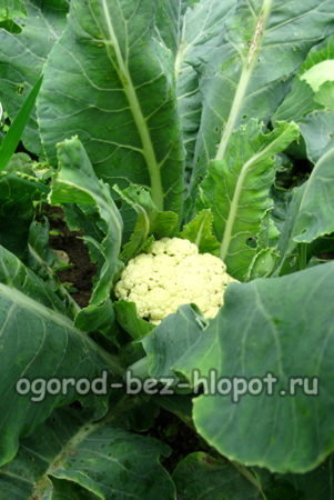 cauliflower care