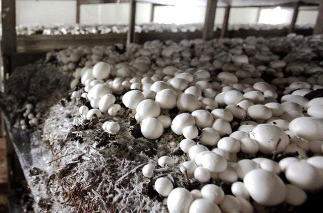Champignon cultivation at home