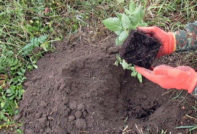 blackberry planting