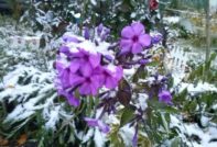 Phlox care in the fall