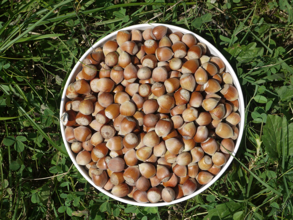 How to plant hazelnuts in autumn