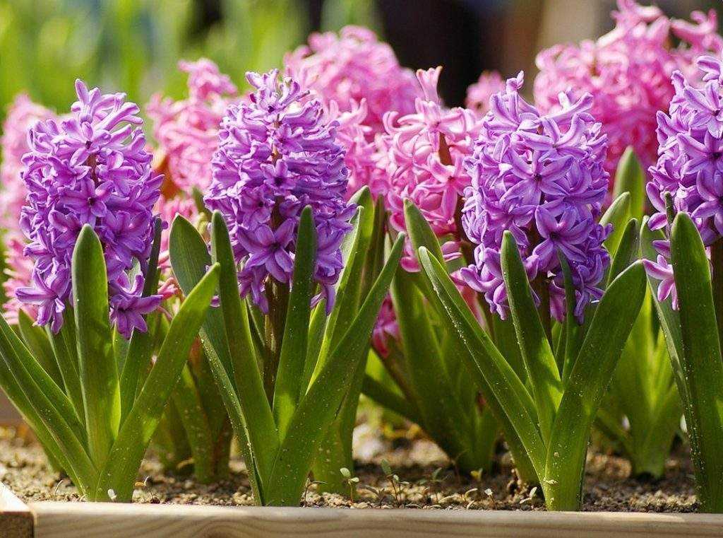 plant hyacinths in the fall