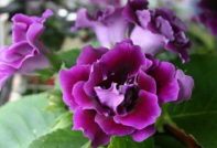 gloxinia njegu u jesen