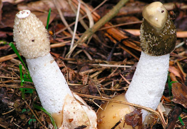 Morel is false