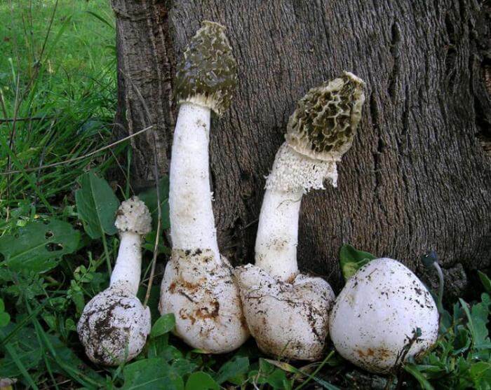 Contraindications to the use of the fungus