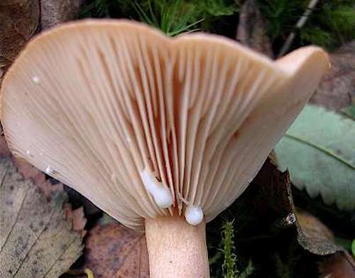 Platelets and milky juice of the fungus mushroom