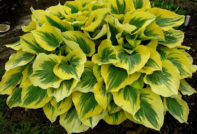 Hosta: padni briga