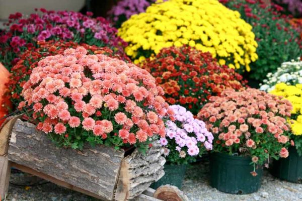 Spherical chrysanthemum