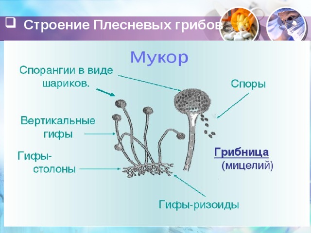 Mushroom structure