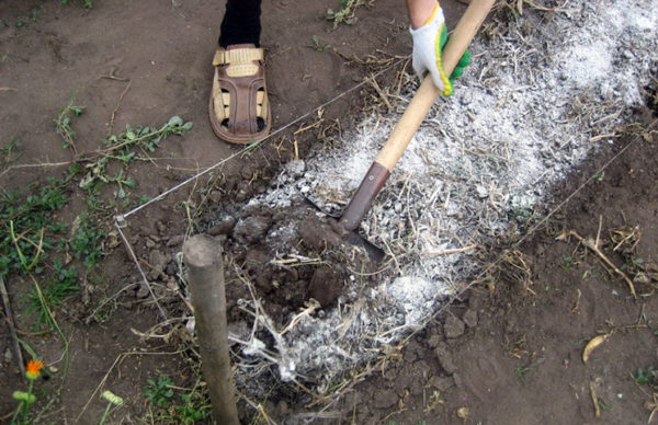 liming of soil