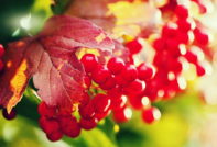 Viburnum u jesen