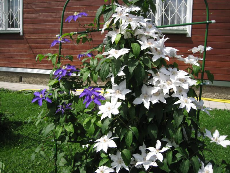 Clematis propagation by cuttings in autumn