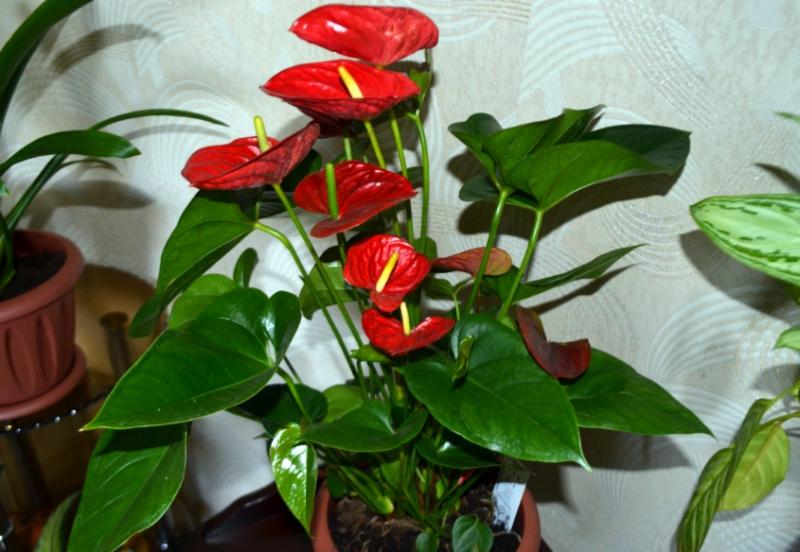 Houseplants