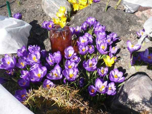 crocuses