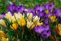 crocus care in the fall